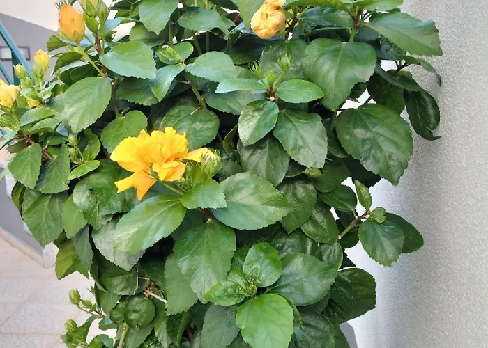 Hortasol B Apartament Funchal (Madeira)