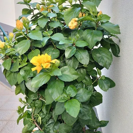 Hortasol B Apartmán Funchal (Madeira)