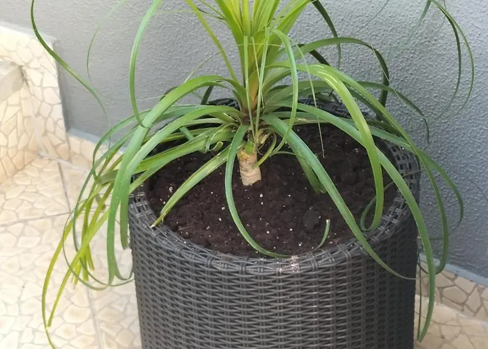 Hortasol B Funchal (Madeira)